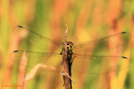 7412- Zwarte heidelibel - Sympetrum danae