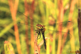 7413- Zwarte heidelibel - Sympetrum danae