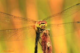 7414- Zwarte heidelibel - Sympetrum danae