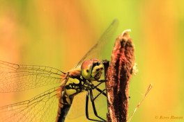 7415- Zwarte heidelibel - Sympetrum danae