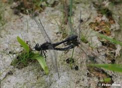 7417- Zwarte heidelibel - Sympetrum danae