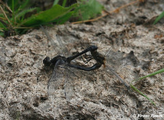 7418- Zwarte heidelibel - Sympetrum danae
