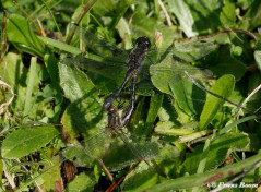 7419- Zwarte heidelibel - Sympetrum danae