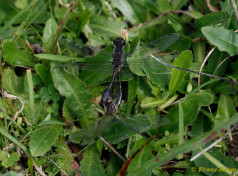 7420- Zwarte heidelibel - Sympetrum danae