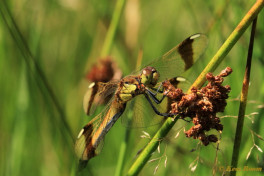 7562- Bandheidelibel - Sympetrum pedemontanum
