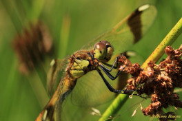 7563- Bandheidelibel - Sympetrum pedemontanum