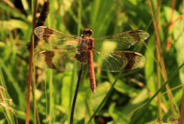 7569- Bandheidelibel - Sympetrum pedemontanum