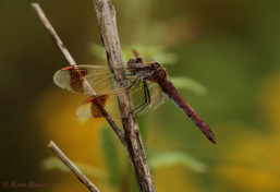 7570- Bandheidelibel - Sympetrum pedemontanum