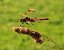 7571- Bandheidelibel - Sympetrum pedemontanum