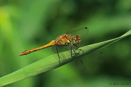 7732-Bloedrode-heidelibel-Sympetrum-sanguineum