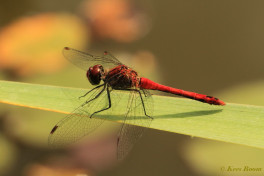 7740- Bloedrode heidelibel - Sympetrum sanguineum