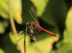 7741- Bloedrode heidelibel - Sympetrum sanguineum