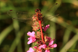 7742- Bloedrode heidelibel - Sympetrum sanguineum