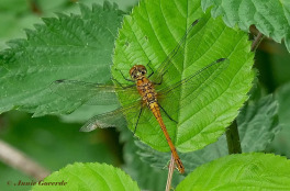7756-Bloedrode-heidelibel-Sympetrum-sanguineum