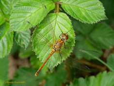 7757-Bloedrode-heidelibel-Sympetrum-sanguineum