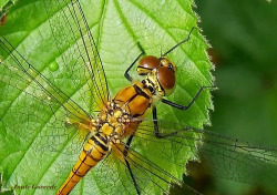 7758-Bloedrode-heidelibel-Sympetrum-sanguineum