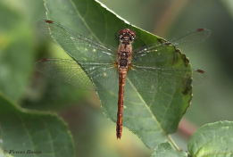 7759-Bloedrode-heidelibel-Sympetrum-sanguineum