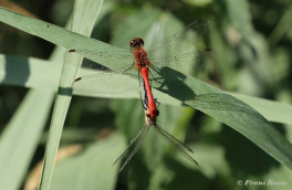 7769-Bloedrode-heidelibel-Sympetrum-sanguineum