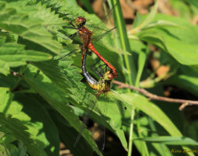 7770- Bloedrode heidelibel - Sympetrum sanguineum