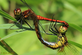 7771- Bloedrode heidelibel - Sympetrum sanguineum