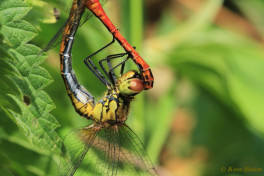 7772- Bloedrode heidelibel - Sympetrum sanguineum