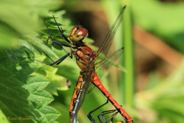 7773- Bloedrode heidelibel - Sympetrum sanguineum