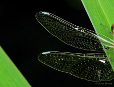 8546C-Bruinrode-heidelibel-Sympetrum-striolatum