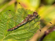 8550-Bruinrode-heidelibel-Sympetrum-striolatum