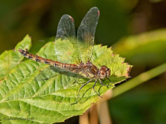 8551-Bruinrode-heidelibel-Sympetrum-striolatum