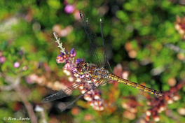 8552-Bruinrode-heidelibel-Sympetrum-striolatum