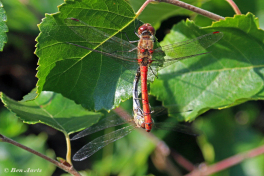 8584-Bruinrode-heidelibel-Sympetrum-striolatum