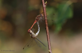 8585-Bruinrode-heidelibel-Sympetrum-striolatum