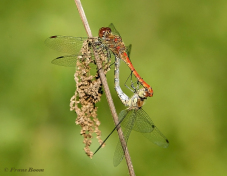8586-Bruinrode-heidelibel-Sympetrum-striolatum