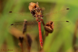 8752-Steenrode  heidelibel - Sympetrum vulgatum