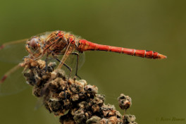 8757-Steenrode  heidelibel - Sympetrum vulgatum