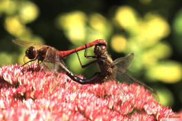 8792-Steenrode  heidelibel - Sympetrum vulgatum