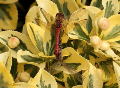 8793-Steenrode  heidelibel - Sympetrum vulgatum