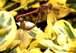 8794-Steenrode  heidelibel - Sympetrum vulgatum