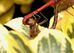 8795-Steenrode  heidelibel - Sympetrum vulgatum