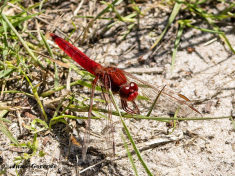 9171-Vuurlibel-Crocothemis-erythraea