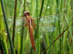 9190- Vuurlibel - Crocothemis erythraea
