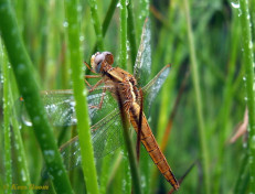 9191- Vuurlibel - Crocothemis erythraea