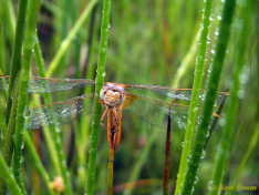 9192- Vuurlibel - Crocothemis erythraea