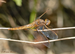 9210A-Vuurlibel-Crocothemis-erythraea.jpg