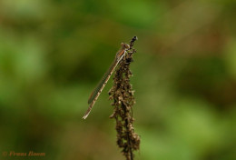 3175- Bruine winterjuffer - Sympecma fusca