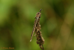 3176- Bruine winterjuffer - Sympecma fusca