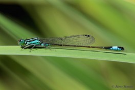 3969-Lantaarntje - Ischnura elegans