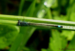 3970-Lantaarntje - Ischnura elegans