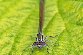 3970B-Lantaarntje-Ischnura-elegans