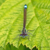 3970B-Lantaarntje-Ischnura-elegans